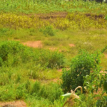 nyiracyo/owner:+250788811696