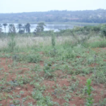 nyiracyo/owner:+250788811696