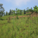 NYIRACYO/OWNER:0788554109