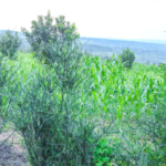 nyiracyo/owner:+250788374790