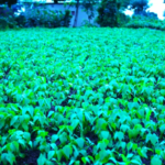 nyiracyo/owner:+250788984743/+250783862399