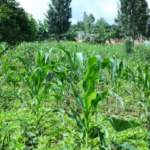 NYIRACYO/OWNER:+250788412433