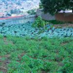 NYIRACYO/OWNER:0786523216