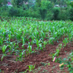 nyiracyo/owner:0785292194