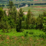 nyiracyo/owner:+250788557934/+250730250167